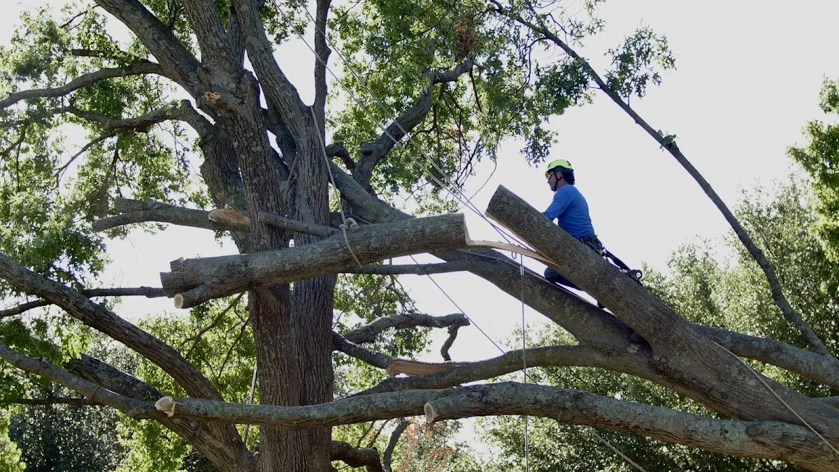 Professional Hazardous Tree Removal performed by certified arborists in Woodford