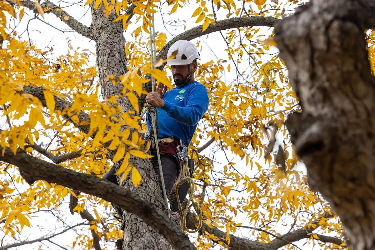 Skilled Tree Planting crew working in Woodford